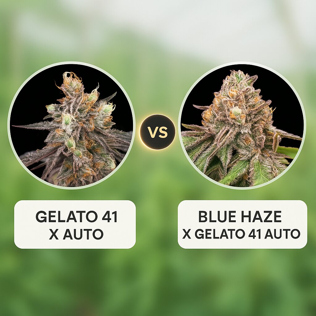 GELATO 41 X AUTO (Greenhouse Seed Co) vs BLUE HAZE X GELATO 41 AUTO (Greenhouse Seed Co) Cannabissamenvergleich