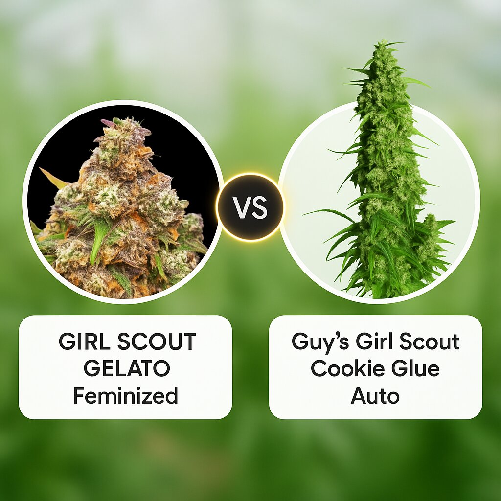GIRL SCOUT GELATO (Yieldmonger Seeds) vs Guy's Girl Scout Cookie Glue Auto (Dr Krippling) Vergleich von Cannabissamen