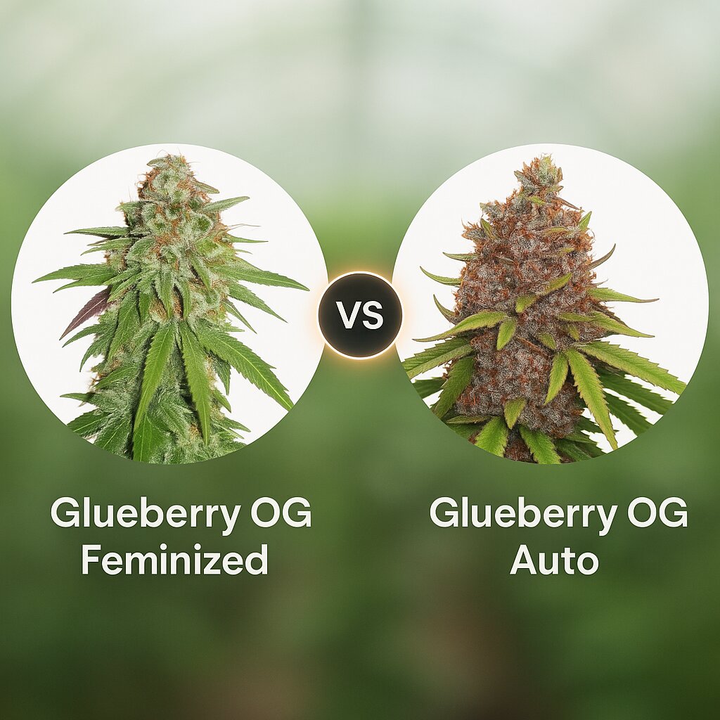 Glueberry OG (Dutch Passion) vs Glueberry OG Auto (Dutch Passion) Cannabissamen Vergleich