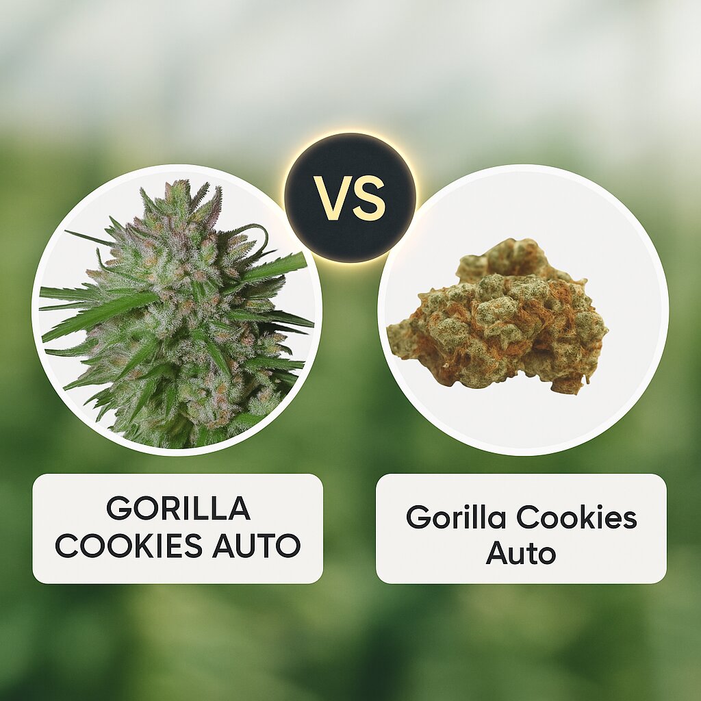 GORILLA COOKIES AUTO (Bighead Seeds) vs Gorilla Cookies Auto (Growers Choice) Vergleich von Hanfsamen