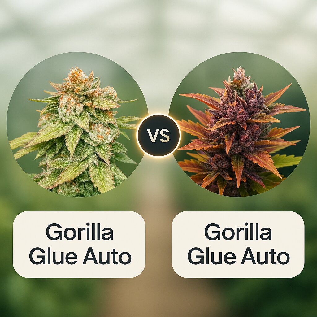 Gorilla Glue Auto (Seed Stockers) vs Gorilla Glue Auto (Barneys Farm) Vergleich von Cannabissamen
