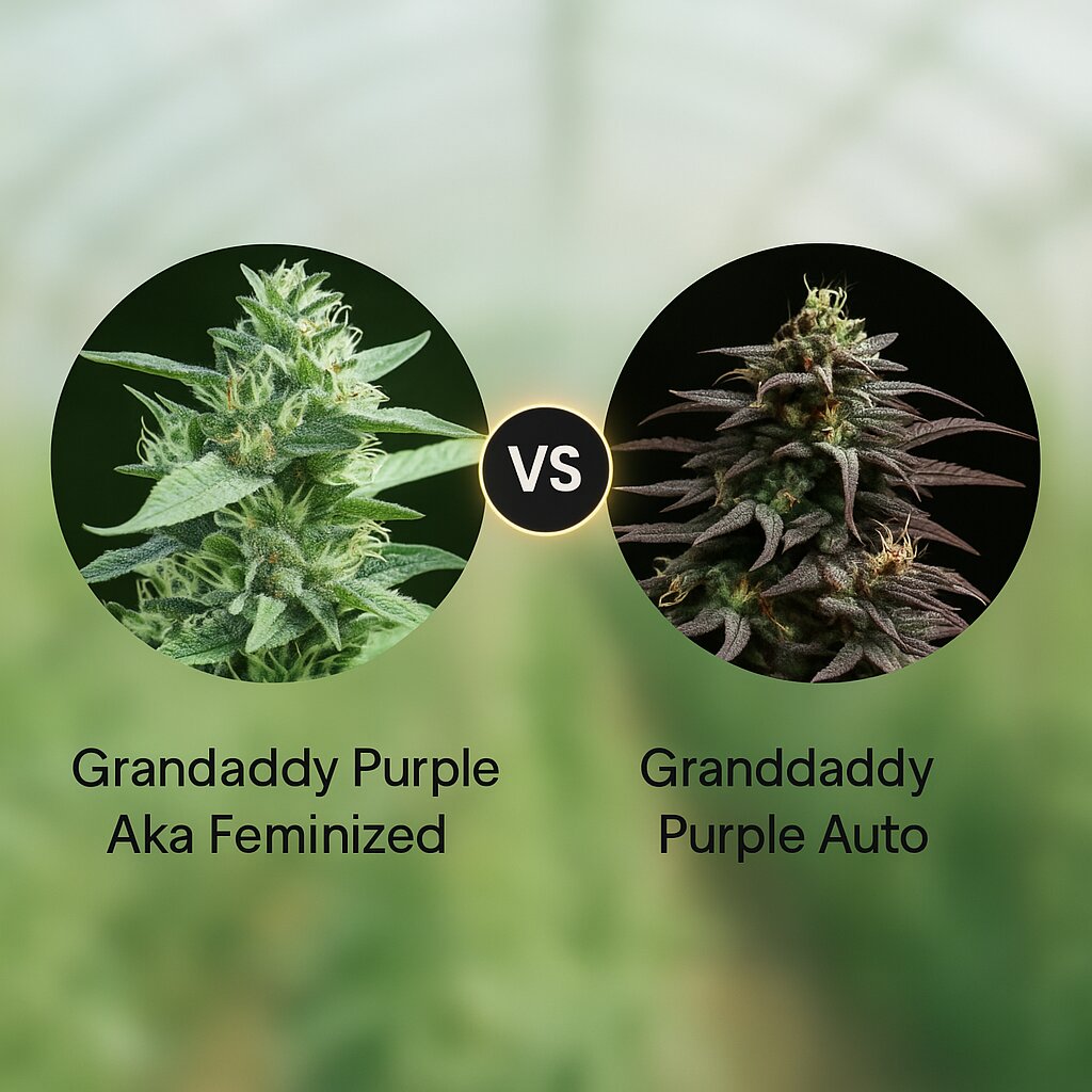 Granddaddy Purple Aka (Royal Queen Seeds) vs Granddaddy Purple Auto (Royal Queen Seeds) Cannabis Samen Vergleich