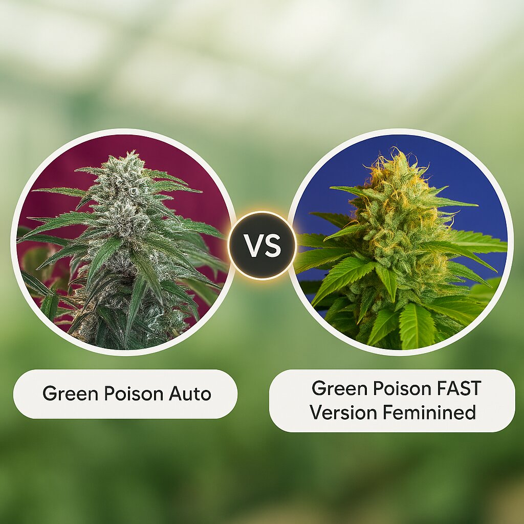 Green Poison Auto (Sweet Seeds) vs Green Poison FAST Version (Sweet Seeds) Vergleich von Cannabis-Samen