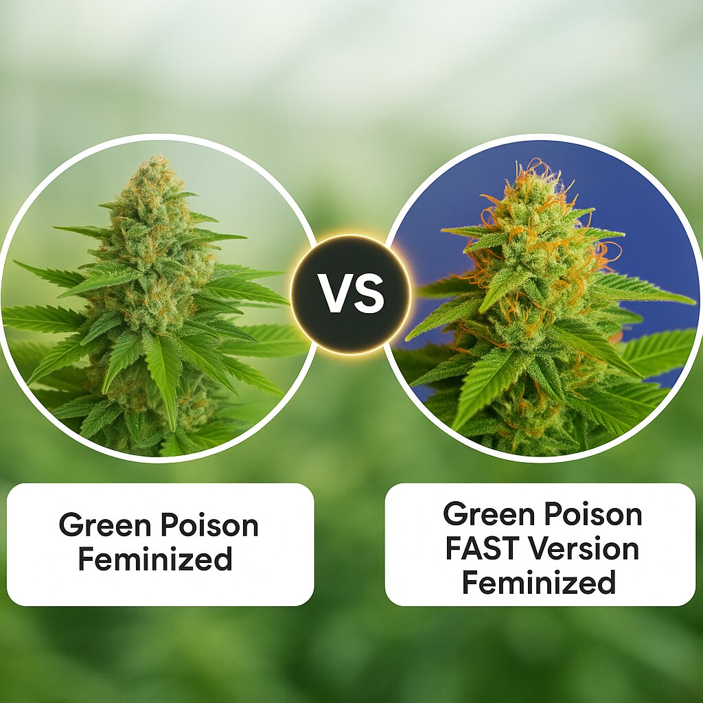 Green Poison (Sweet Seeds) vs Green Poison FAST Version (Sweet Seeds) Cannabissamen Vergleich