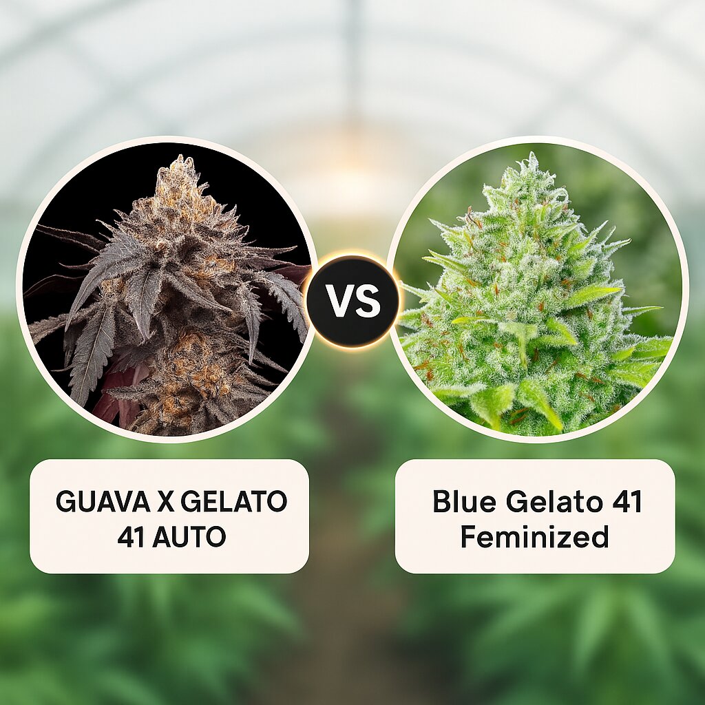 GUAVA X GELATO 41 AUTO (Greenhouse Seed Co) vs Blue Gelato 41 (Barneys Farm) Cannabissamen Vergleich
