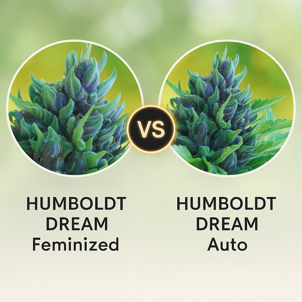 HUMBOLDT DREAM (Humboldt Seed Company) vs HUMBOLDT DREAM (Humboldt Seed Company) Cannabis-Samen Vergleich