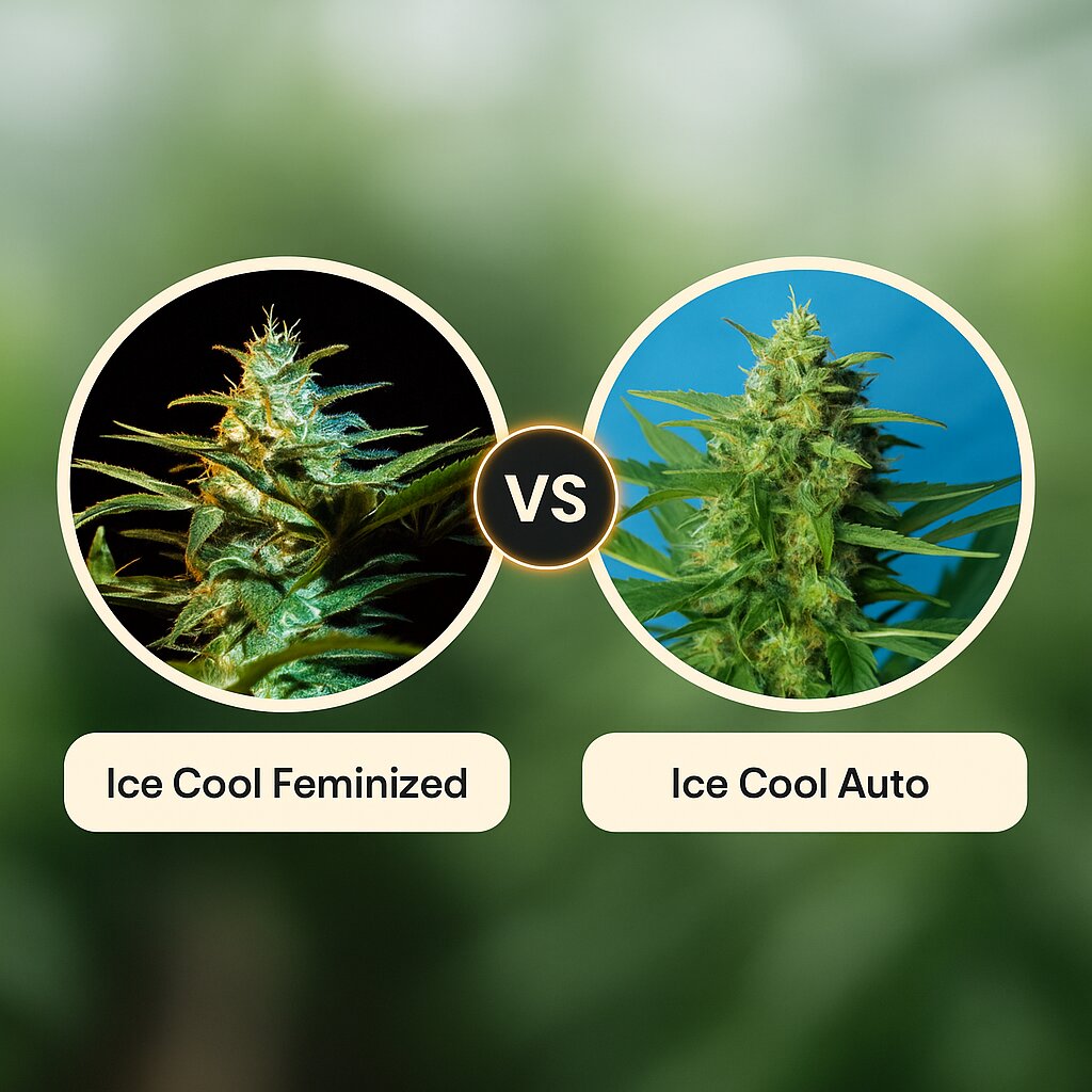Ice Cool (Sweet Seeds) vs Ice Cool Auto (Sweet Seeds) Vergleich von Cannabissamen