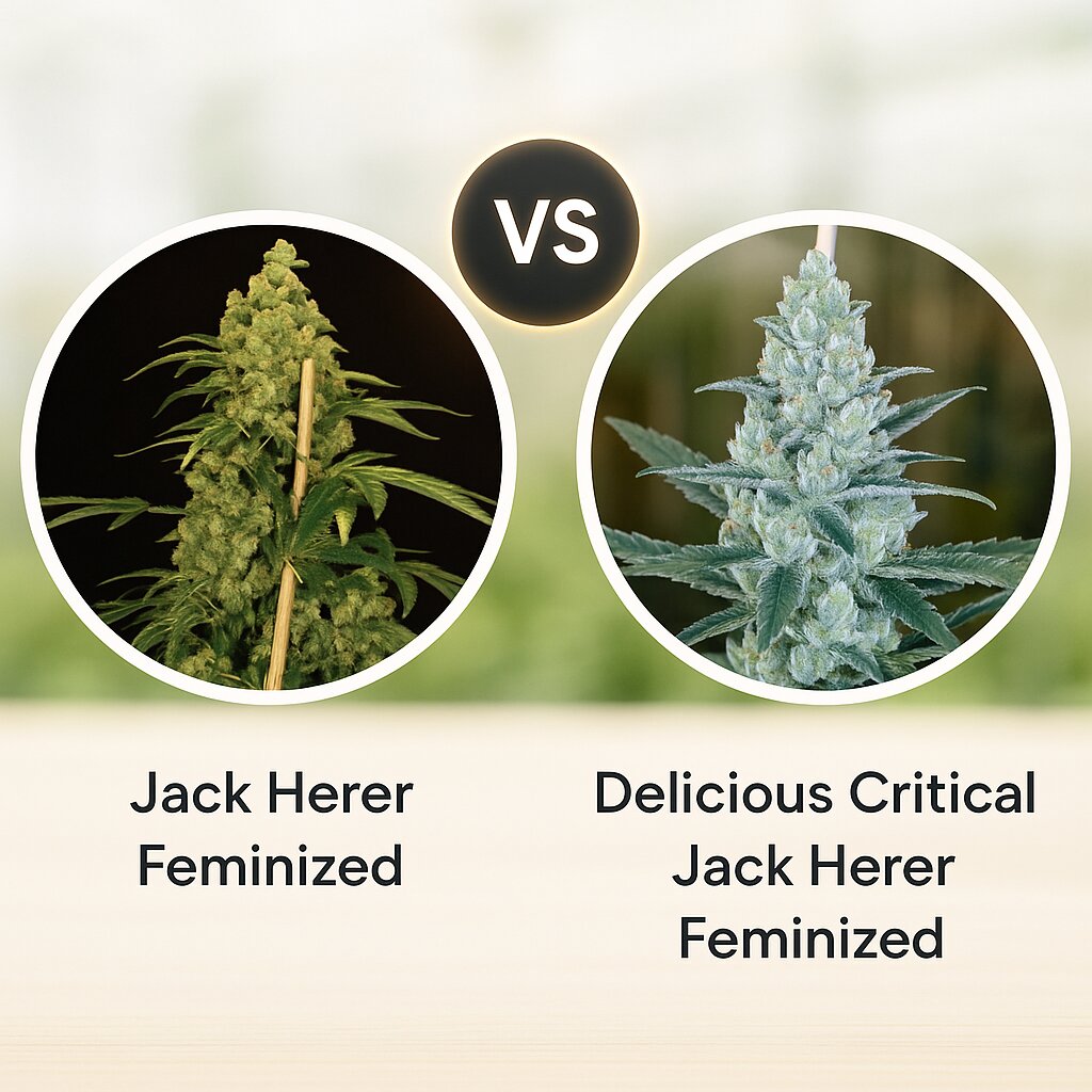 Jack Herer (Bulldog Seeds) vs Delicious Critical Jack Herer (Delicious Seeds) Vergleich von Cannabissamen