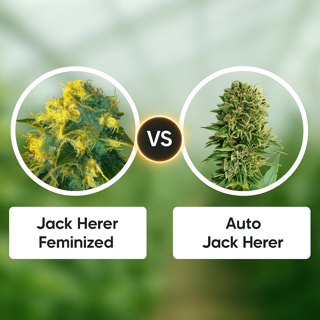 Jack Herer (Vision Seeds) vs Auto Jack Herer (Advanced Seeds) Vergleich von Cannabissamen
