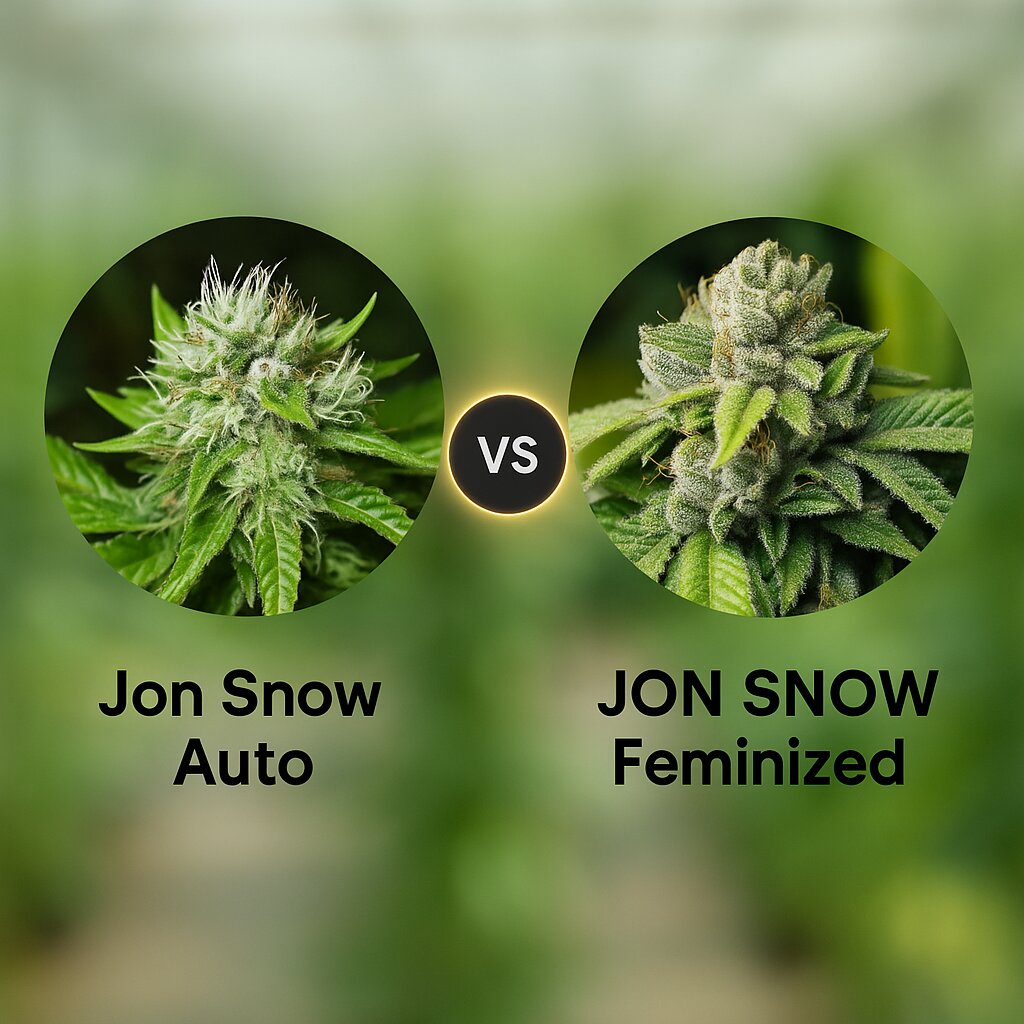Jon Snow Auto (Cali Weed) vs JON SNOW (Cali Weed) Cannabis-Samenvergleich