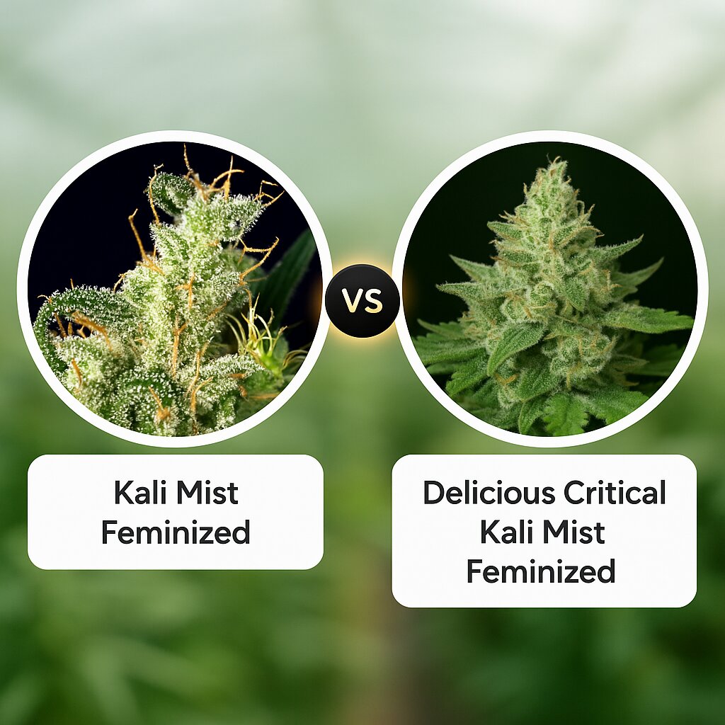 Kali Mist (Serious Seeds) vs Delicious Critical Kali Mist (Delicious Seeds) Cannabis Samen Vergleich