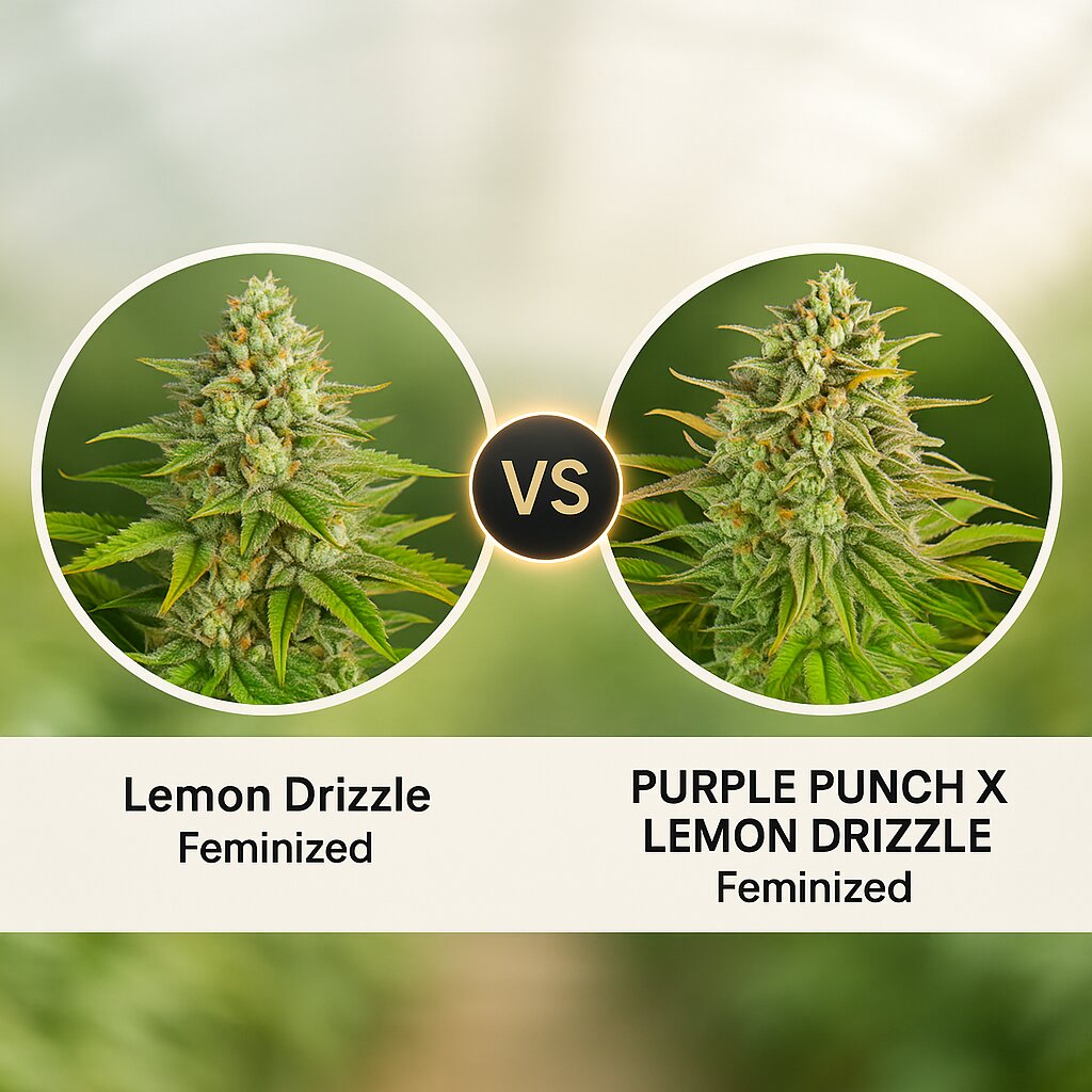 Lemon Drizzle (Barneys Farm) vs PURPLE PUNCH X LEMON DRIZZLE (Barneys Farm) Vergleich von Hanfsamen