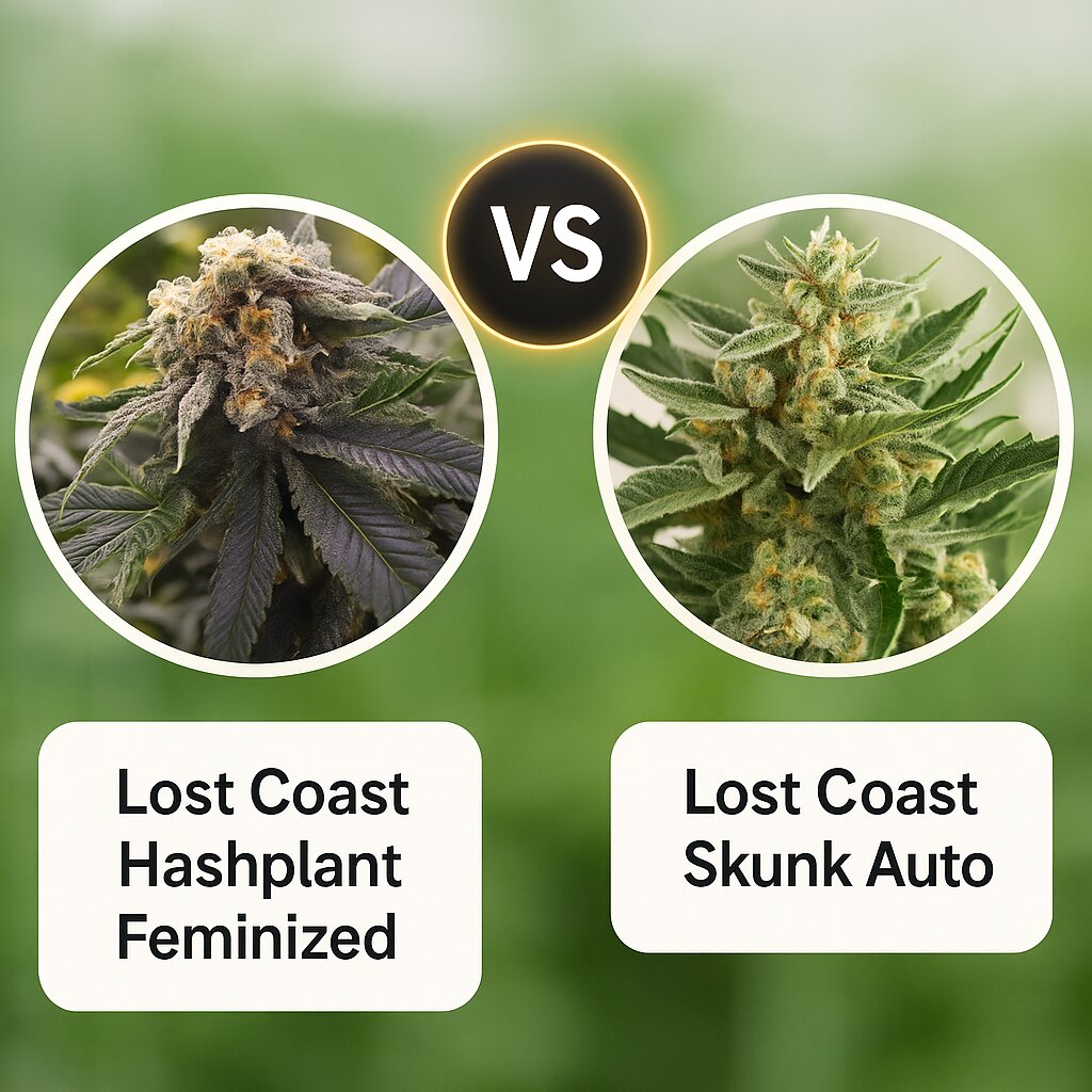 Lost Coast Hashplant (Humboldt Seed Organization) vs Lost Coast Skunk Auto (Humboldt Seed Organization) Cannabis Samen Vergleich