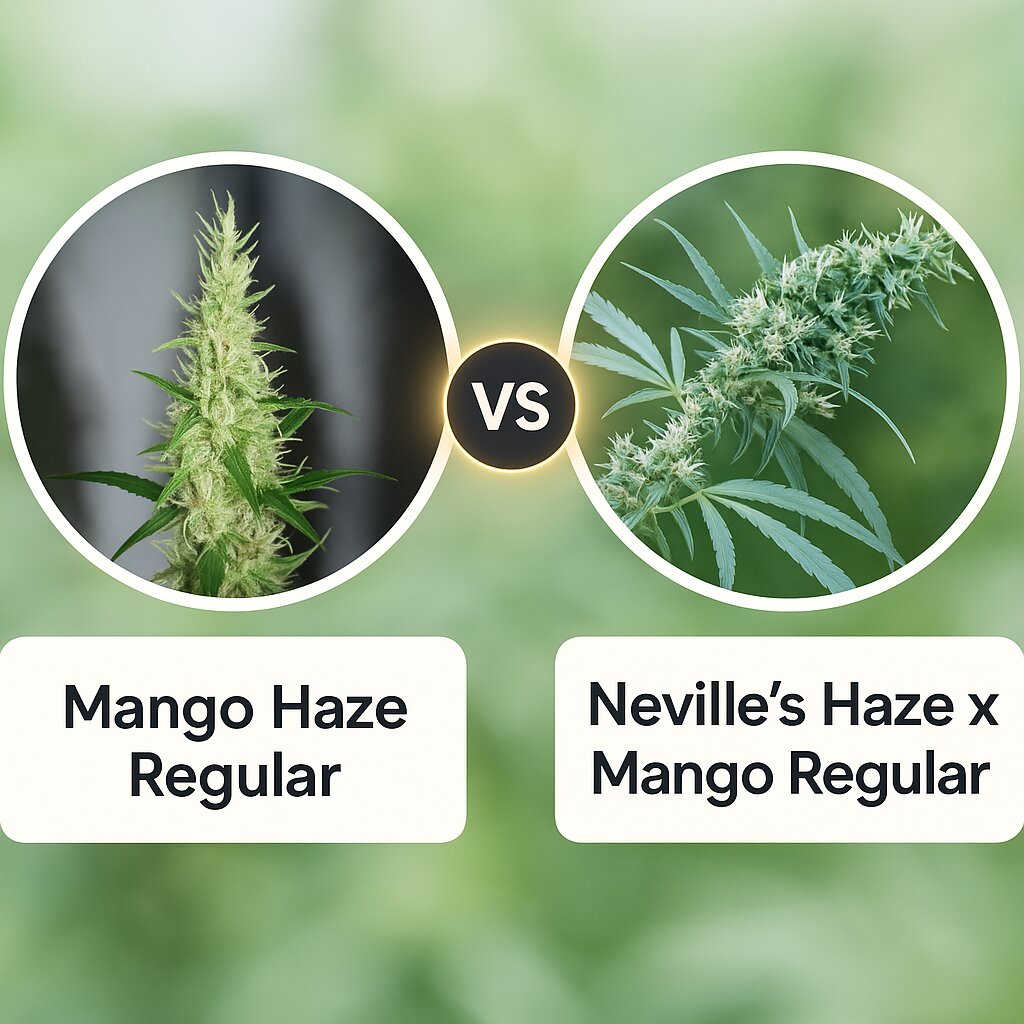 Mango Haze (Mr Nice Seedbank) vs Neville's Haze x Mango (Mr Nice Seedbank) Vergleich von Cannabissamen