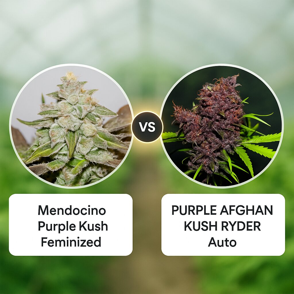Mendocino Purple Kush (Medical Seeds) vs PURPLE AFGHAN KUSH RYDER (World of Seeds) Cannabis Samen Vergleich