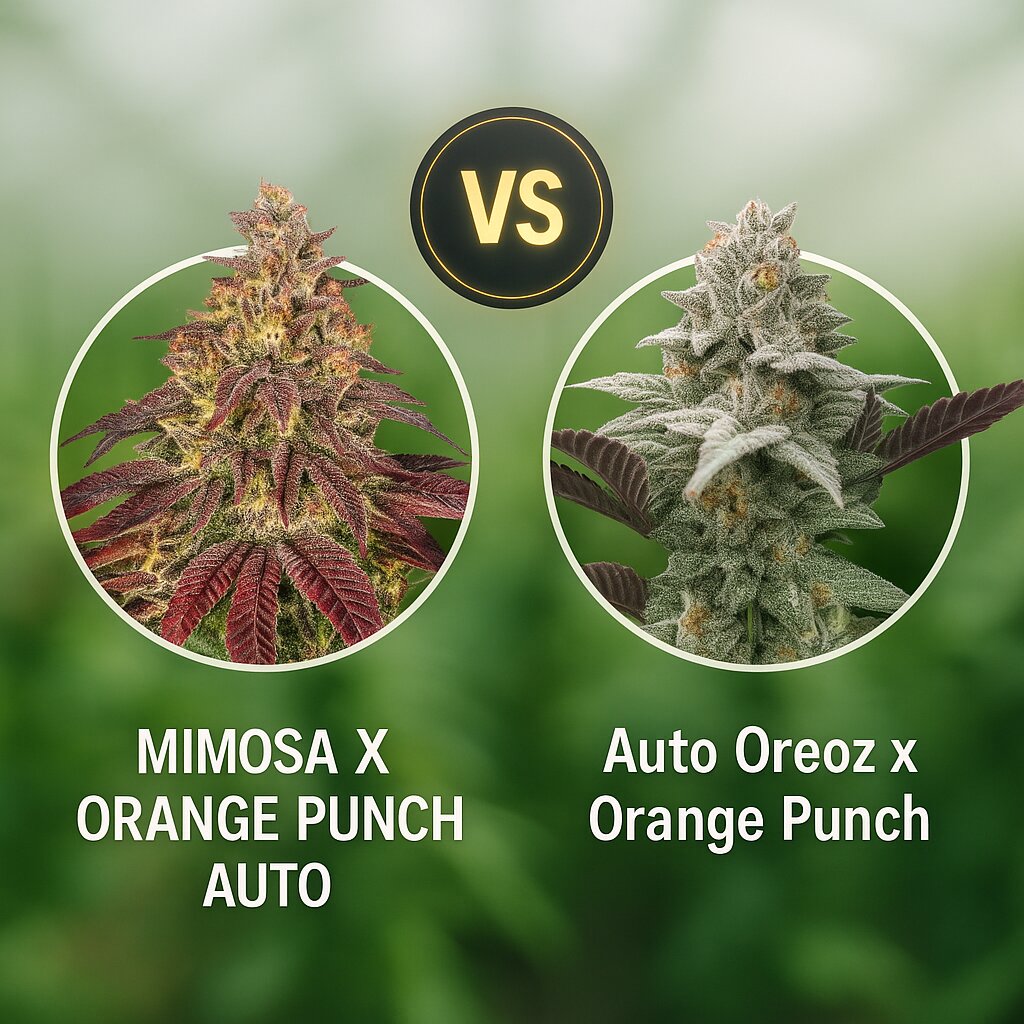 MIMOSA X ORANGE PUNCH AUTO (Barneys Farm) vs Auto Oreoz x Orange Punch (Terp Treez Co) Cannabis-Samenvergleich