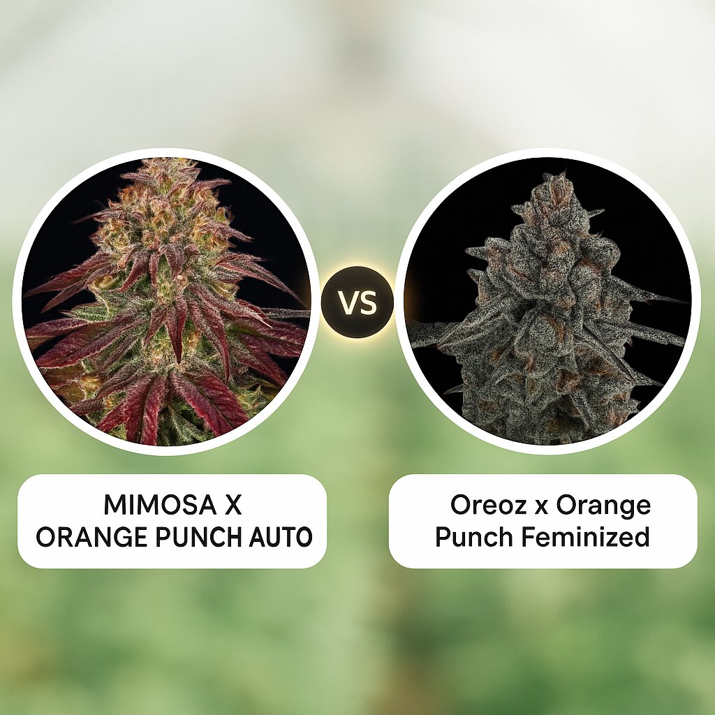 MIMOSA X ORANGE PUNCH AUTO (Barneys Farm) vs Oreoz x Orange Punch (Terp Treez Co) Vergleich von Cannabissamen