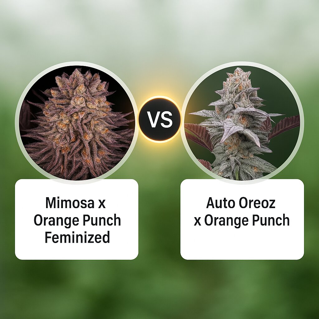 Mimosa x Orange Punch (Barneys Farm) vs Auto Oreoz x Orange Punch (Terp Treez Co) Vergleich von Cannabissamen