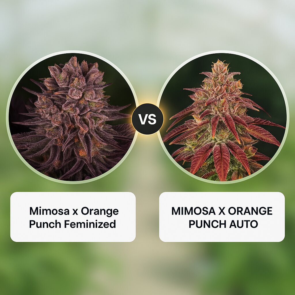 Mimosa x Orange Punch (Barneys Farm) vs MIMOSA X ORANGE PUNCH AUTO (Barneys Farm) Vergleich von Cannabissamen