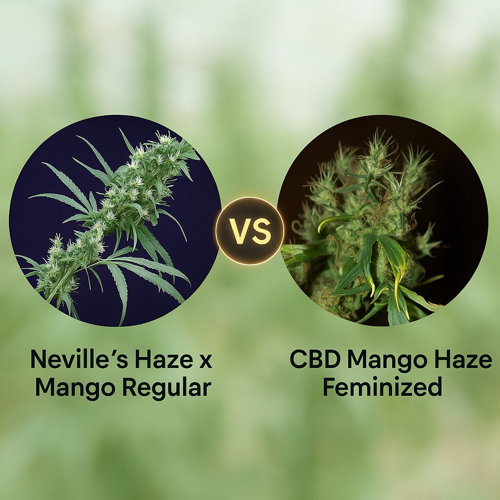 Neville's Haze x Mango (Mr Nice Seedbank) vs CBD Mango Haze (CBD Crew) Vergleich von Cannabissamen