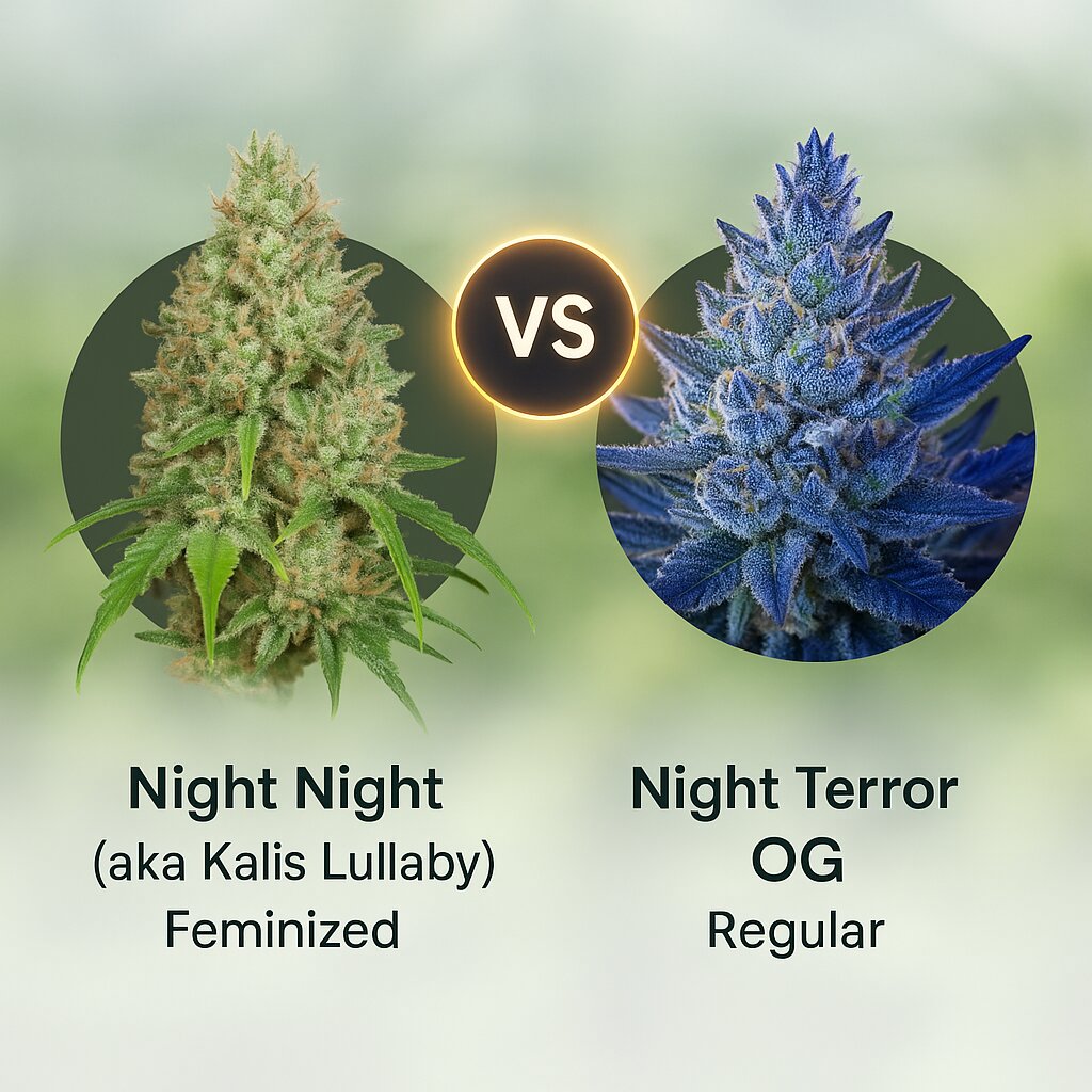 Night Night (aka Kalis Lullaby) (Dr Krippling) vs Night Terror OG (Rare Dankness) Vergleich von Cannabissamen