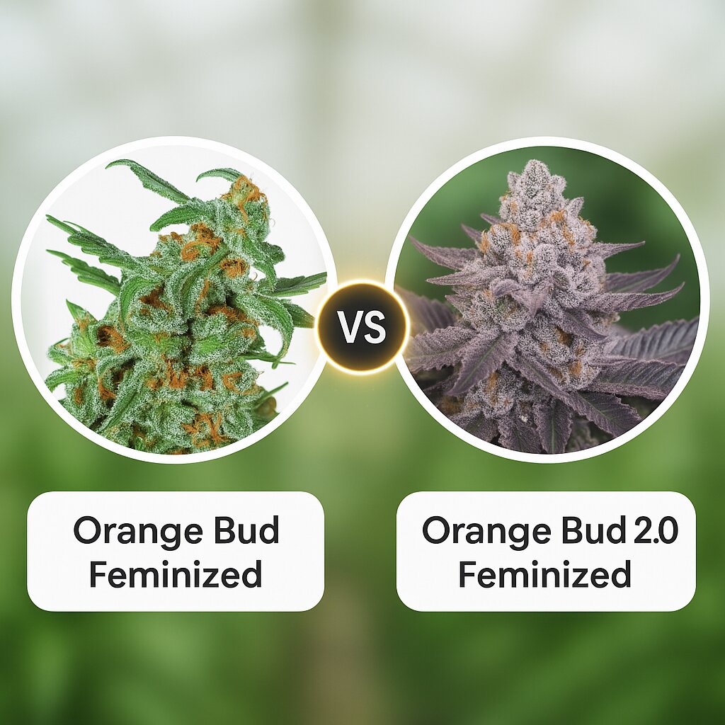 Orange Bud (Dutch Passion) vs Orange Bud 2.0 (Dutch Passion) Vergleich von Cannabissamen