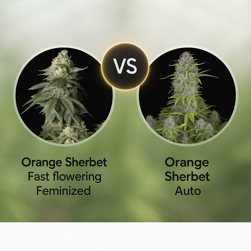 Orange Sherbet Fast flowering (FastBuds) vs Orange Sherbet Auto (FastBuds) Cannabissamenvergleich