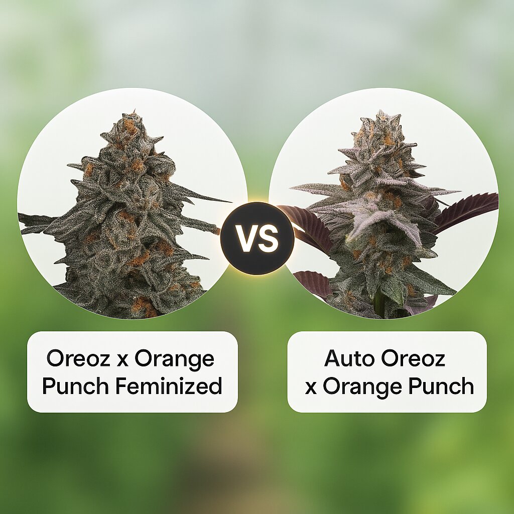 Oreoz x Orange Punch (Terp Treez Co) vs Auto Oreoz x Orange Punch (Terp Treez Co) Vergleich von Hanfsamen