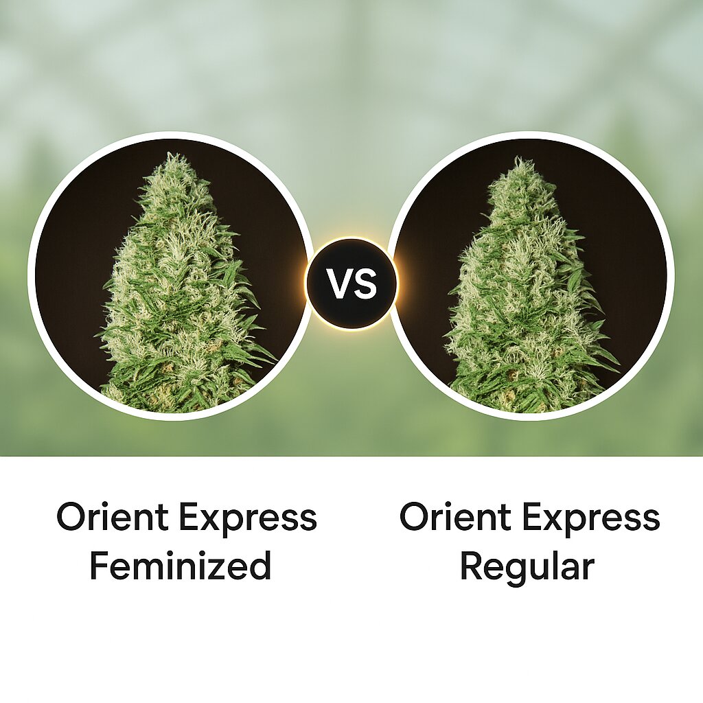 Orient Express (Ace Seeds) vs Orient Express (Ace Seeds) Vergleich von Cannabissamen