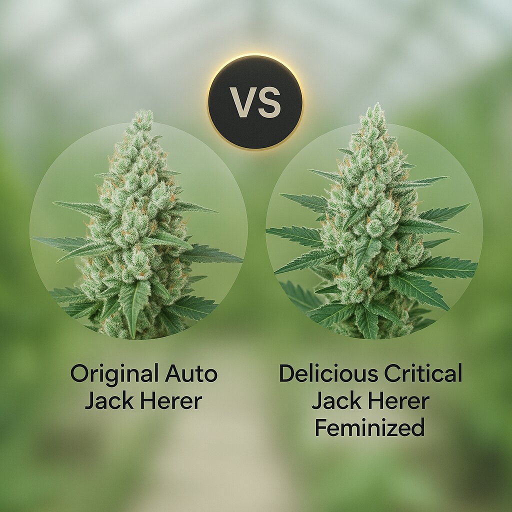 Original Auto Jack Herer (FastBuds) vs Delicious Critical Jack Herer (Delicious Seeds) Vergleich von Cannabissamen