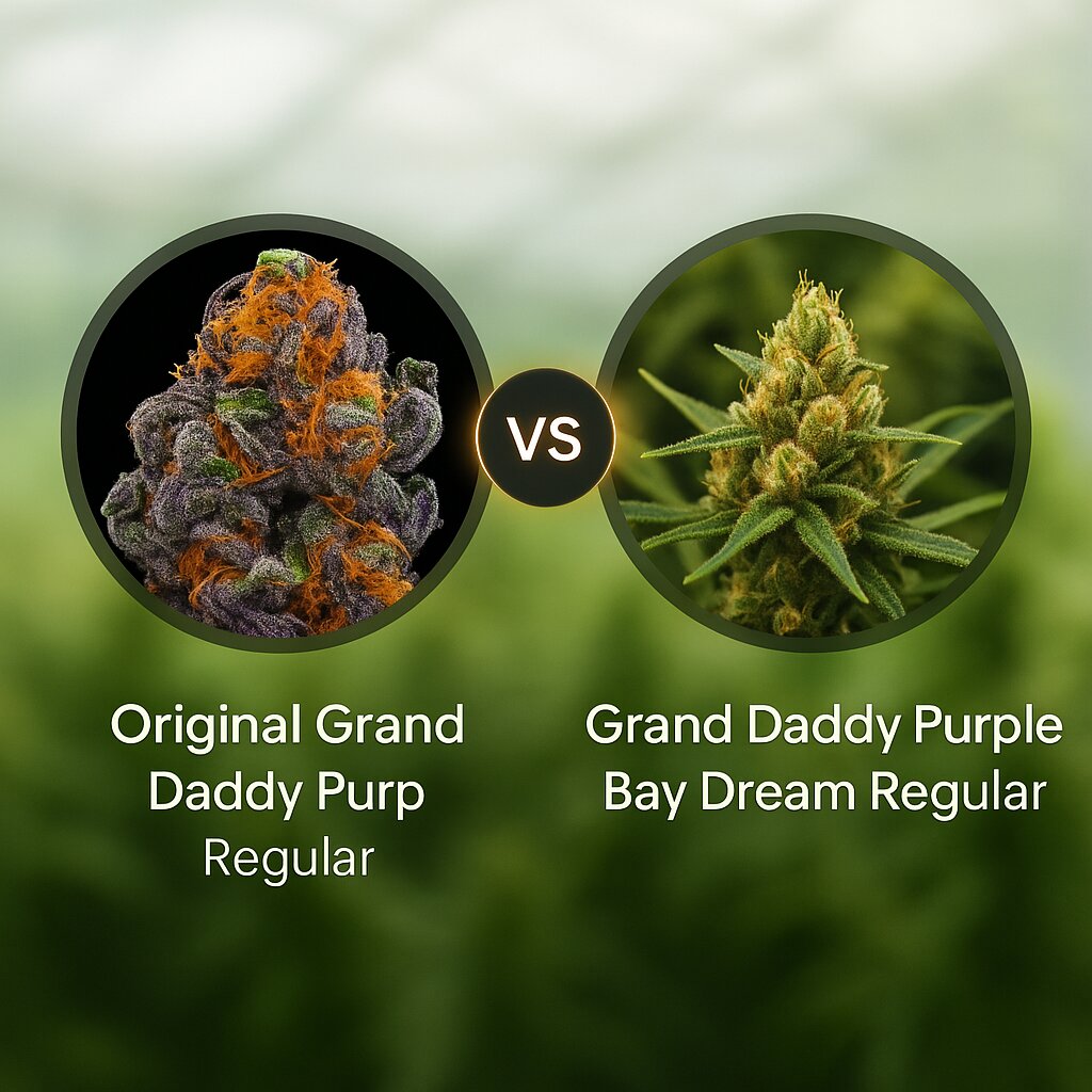 Original Grand Daddy Purp (Grand Daddy Purp) vs Grand Daddy Purple Bay Dream (Grand Daddy Purp) Cannabis Samen Vergleich