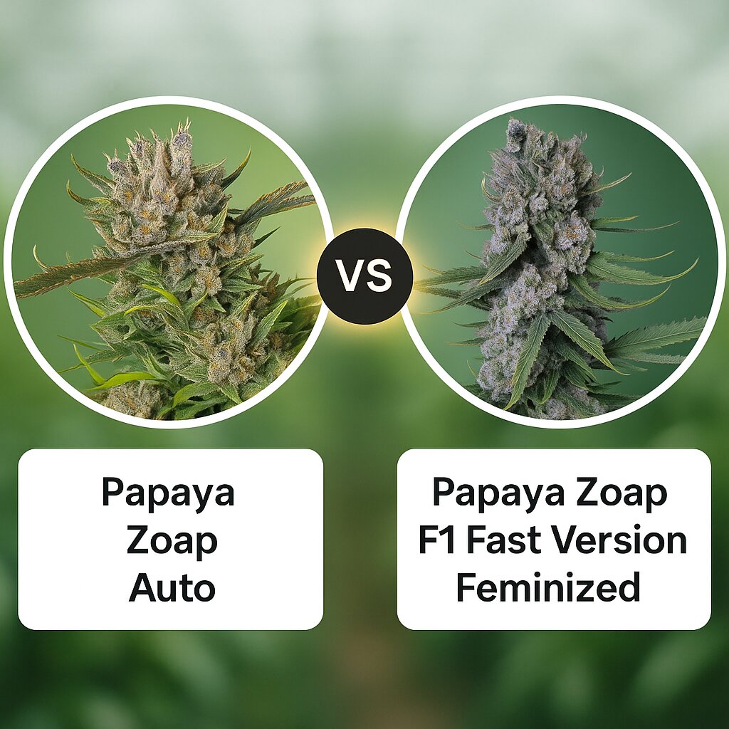 Papaya Zoap Auto (Sweet Seeds) vs Papaya Zoap F1 Fast Version (Sweet Seeds) Vergleich von Cannabissamen