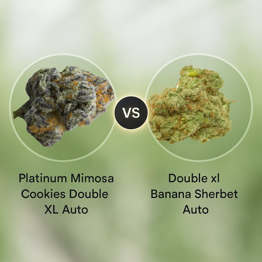 Platinum Mimosa Cookies Double XL (Growers Choice) vs Double xl Banana Sherbet Auto (Growers Choice) Vergleich von Cannabissamen