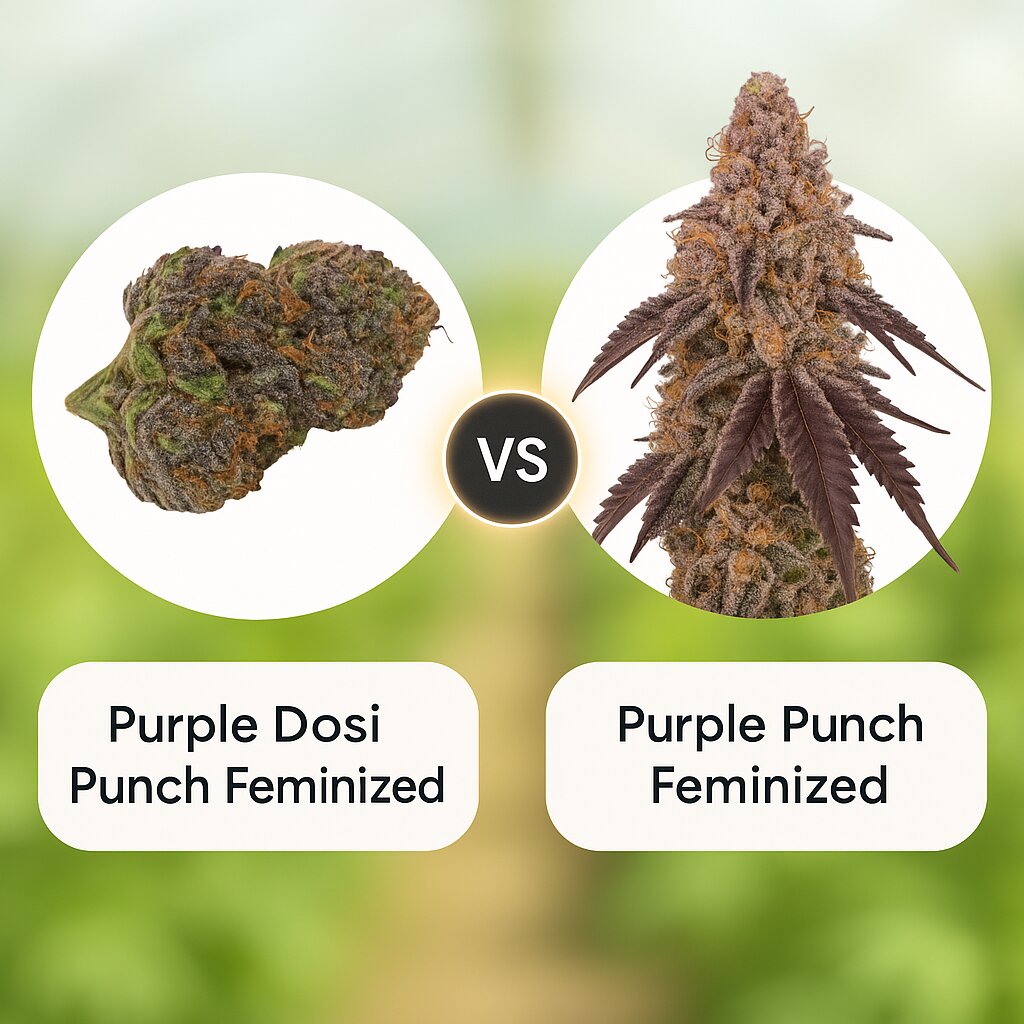 Purple Dosi Punch (Growers Choice) vs Purple Punch (Barneys Farm) Cannabissamen Vergleich
