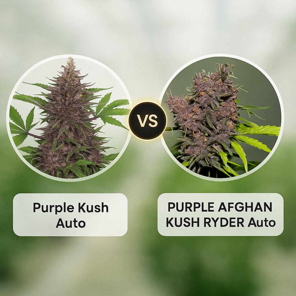 Purple Kush Auto (Big Buddha Seeds) vs PURPLE AFGHAN KUSH RYDER (World of Seeds) Cannabissamen Vergleich