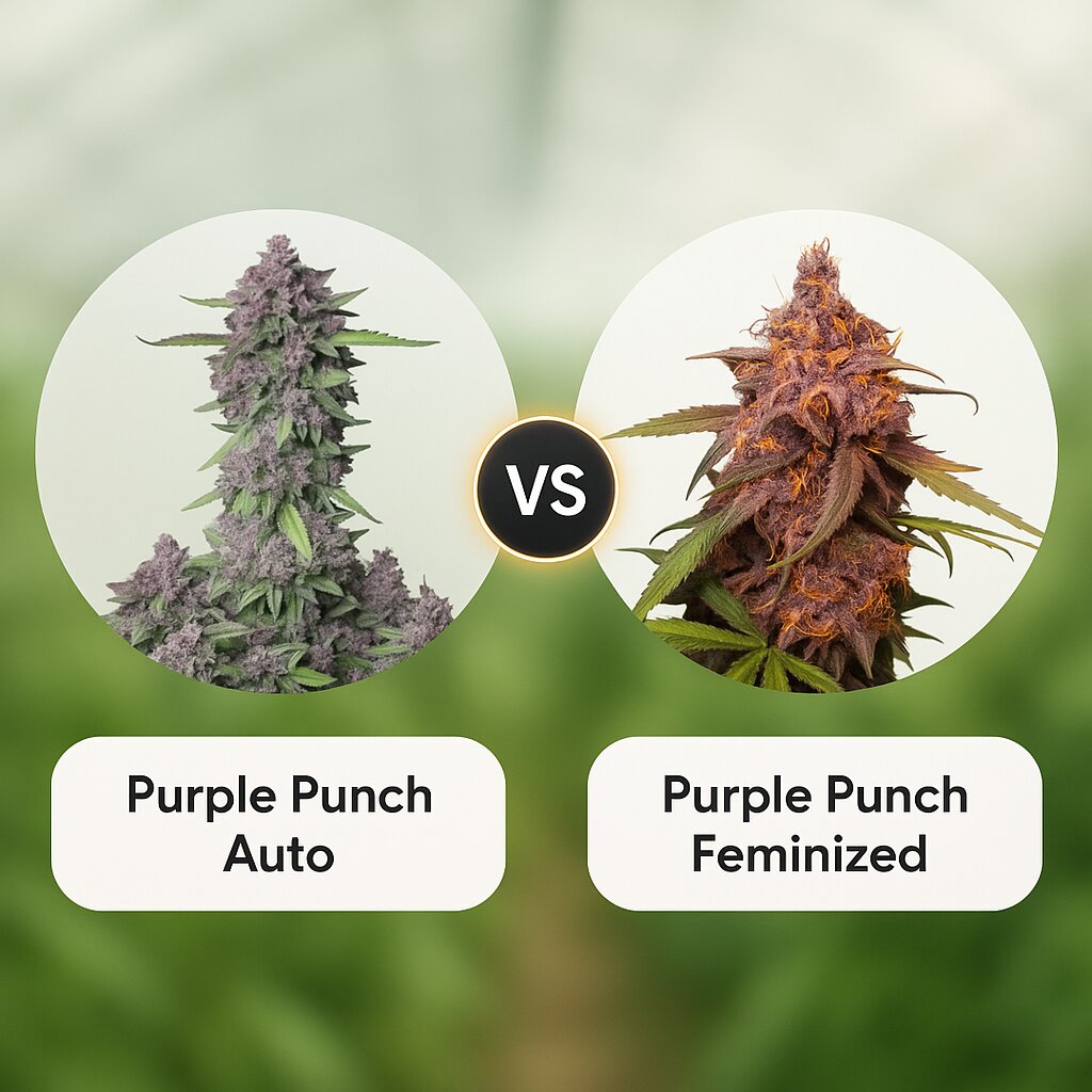 Purple Punch Auto (FastBuds) vs Purple Punch (Seed Stockers) Vergleich von Cannabissamen