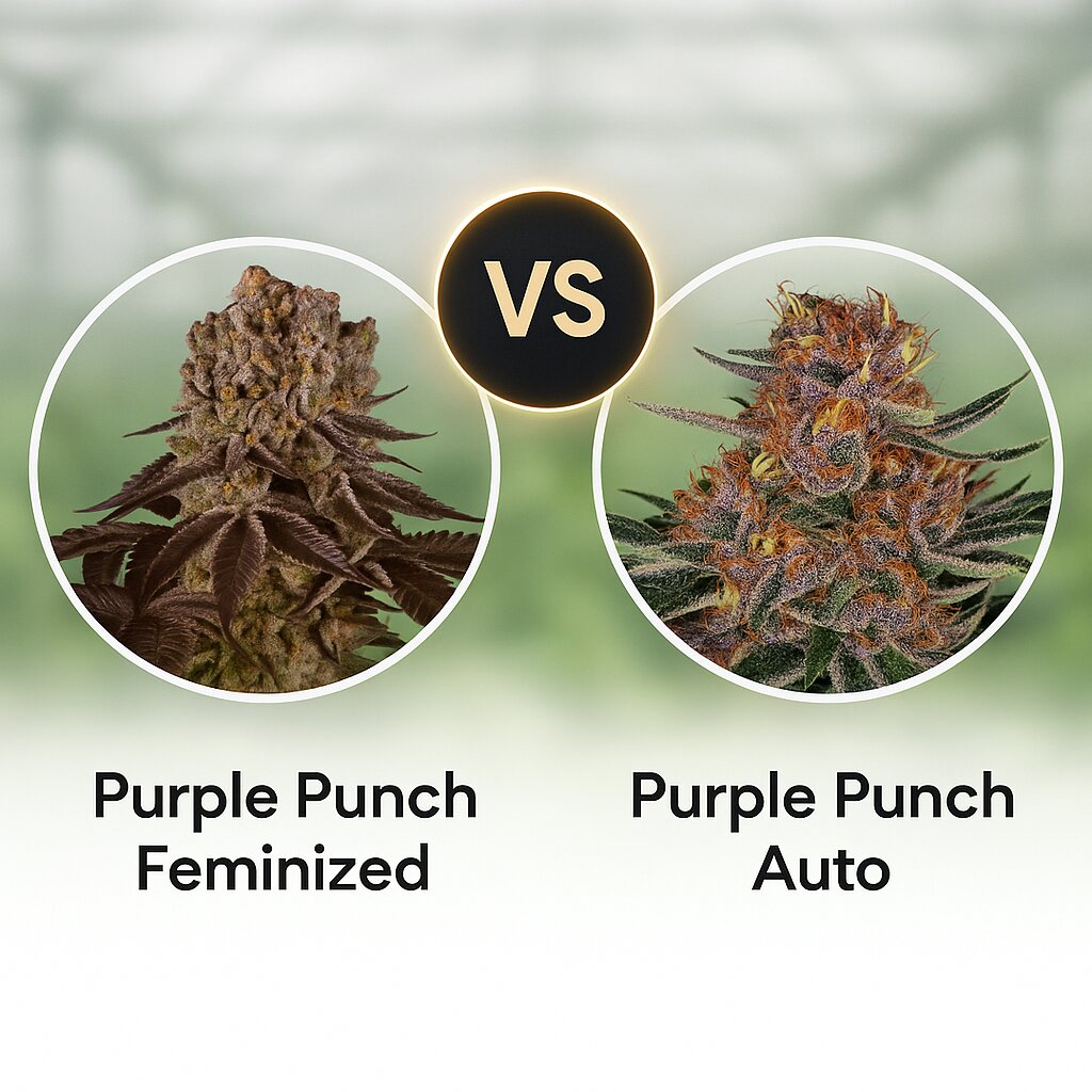 Purple Punch (Barneys Farm) vs Purple Punch Auto (Barneys Farm) Vergleich von Cannabissamen