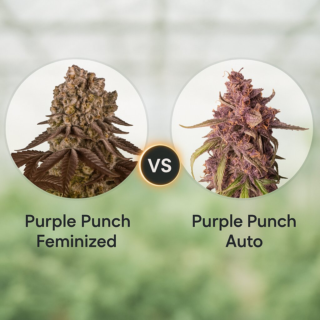 Purple Punch (Barneys Farm) vs Purple Punch Auto (Seed Stockers) Vergleich von Cannabissamen