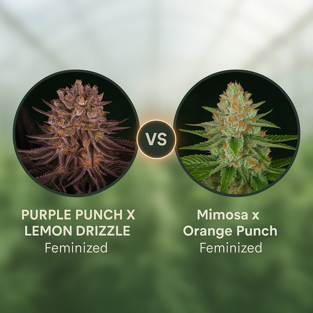 PURPLE PUNCH X LEMON DRIZZLE (Barneys Farm) vs Mimosa x Orange Punch (Barneys Farm) Vergleich von Cannabis-Samen