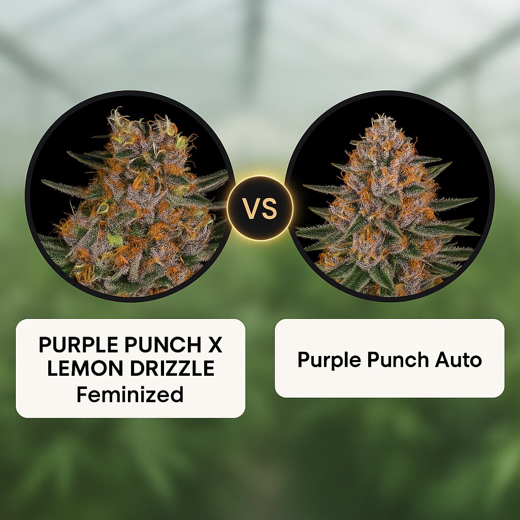 PURPLE PUNCH X LEMON DRIZZLE (Barneys Farm) vs Purple Punch Auto (Barneys Farm) Cannabis Samen Vergleich