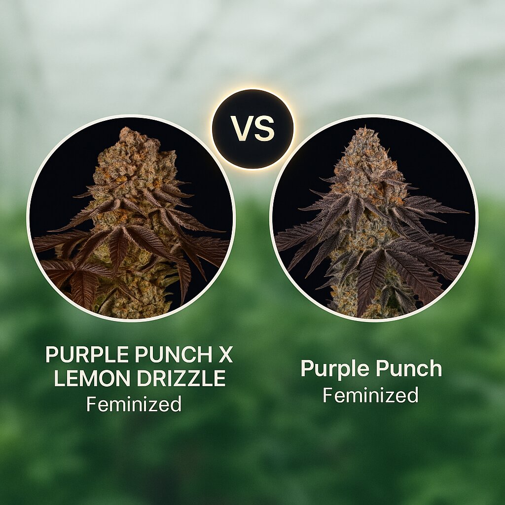 PURPLE PUNCH X LEMON DRIZZLE (Barneys Farm) vs Purple Punch (Barneys Farm) Cannabis-Samen-Vergleich