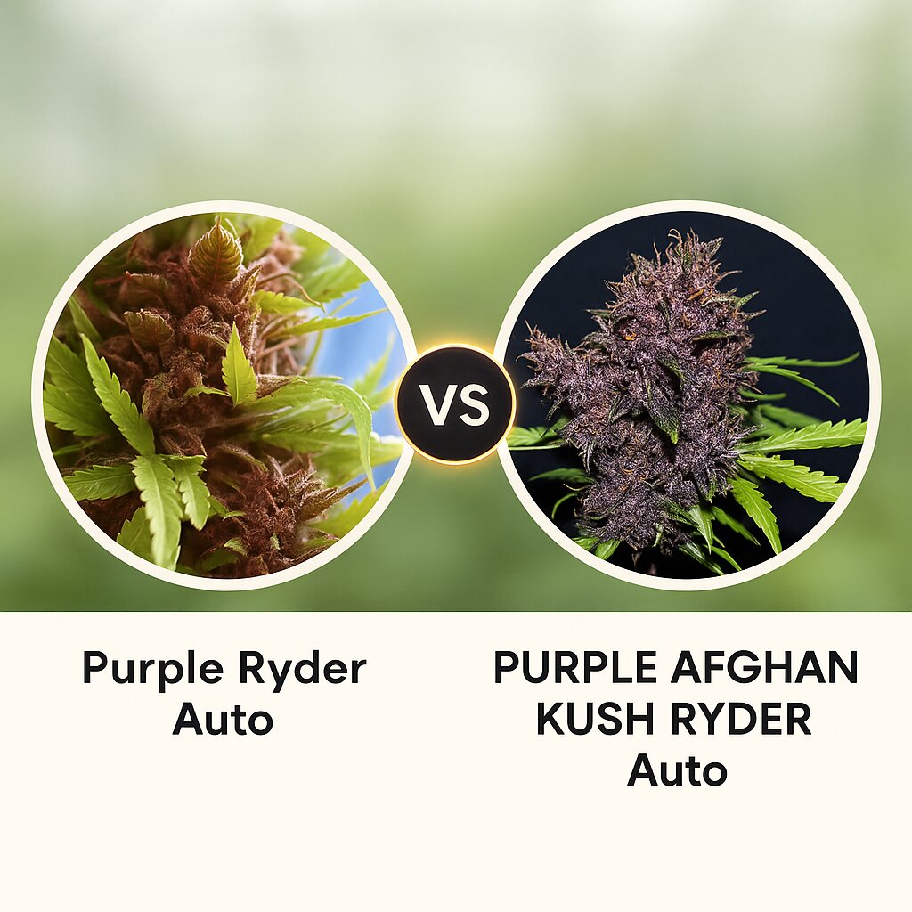 Purple Ryder (Joint Doctor) vs PURPLE AFGHAN KUSH RYDER (World of Seeds) Cannabis Samen Vergleich