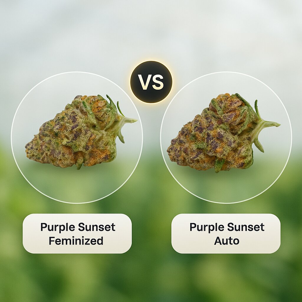 Purple Sunset (Growers Choice) vs Purple Sunset (Growers Choice) Vergleich von Cannabissamen