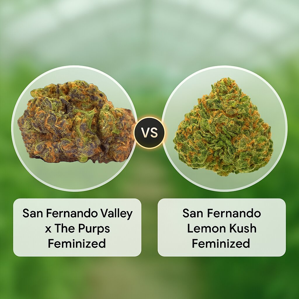 San Fernando Valley x The Purps (Growers Choice) vs San Fernando Lemon Kush (Sweet Seeds) Vergleich von Cannabissamen
