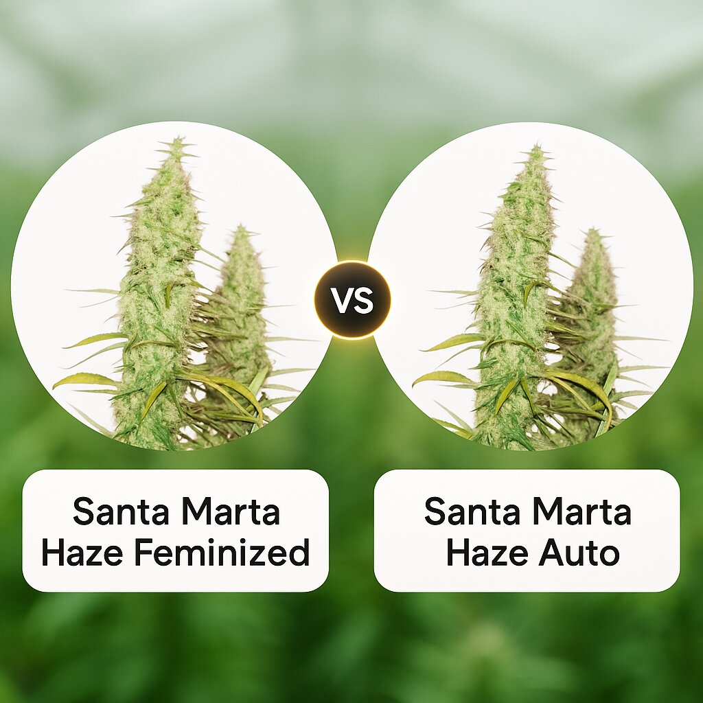 Santa Marta Haze (Seed Stockers) vs Santa Marta Haze Auto (Seed Stockers) Vergleich von Cannabissamen