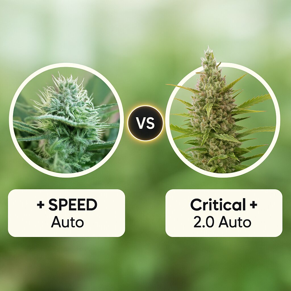  + SPEED (Sweet Seeds) vs Critical + 2.0 Auto (DinaFem Seeds) Vergleich von Cannabissamen