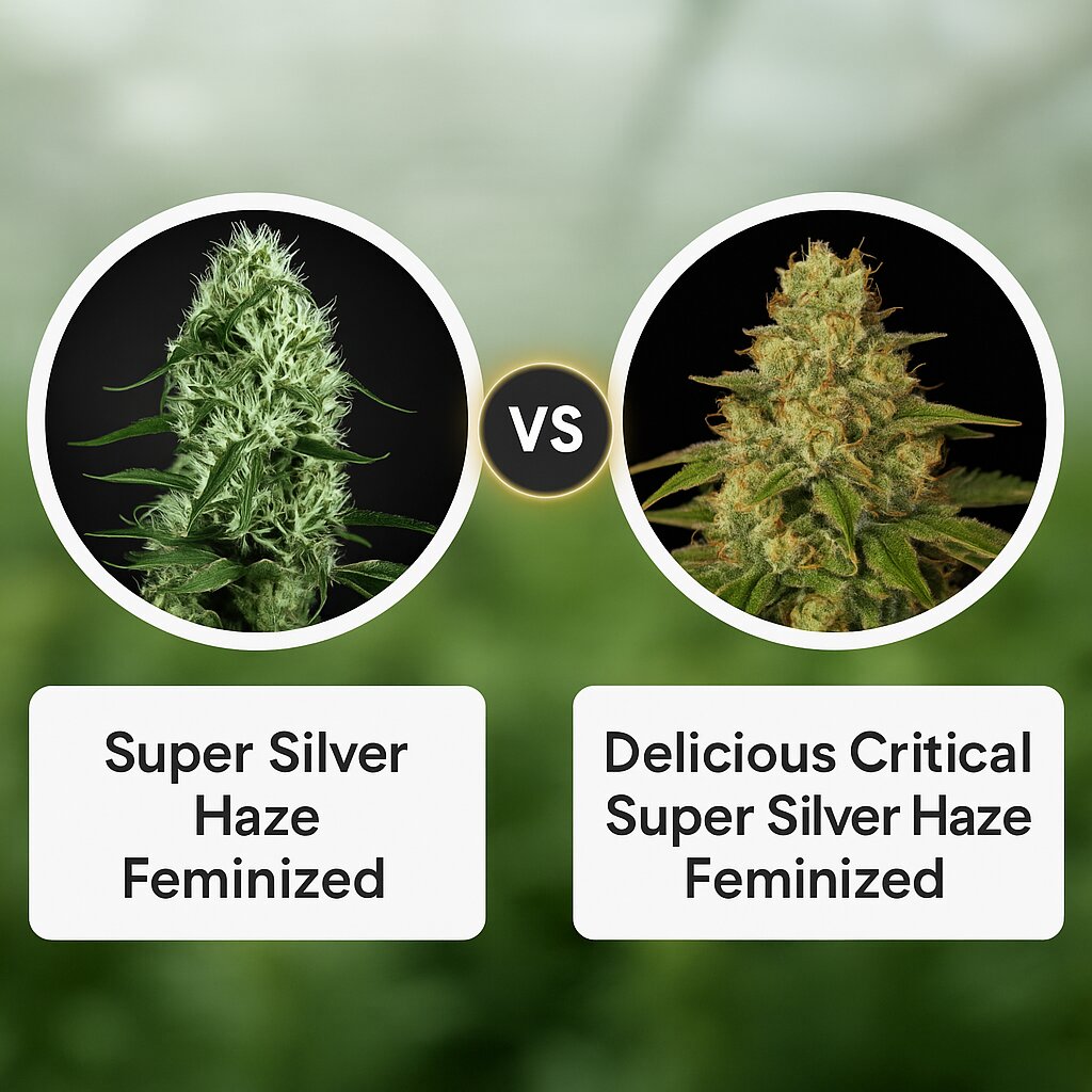 Super Silver Haze (Greenhouse Seed Co) vs Delicious Critical Super Silver Haze (Delicious Seeds) Vergleich von Hanfsamen