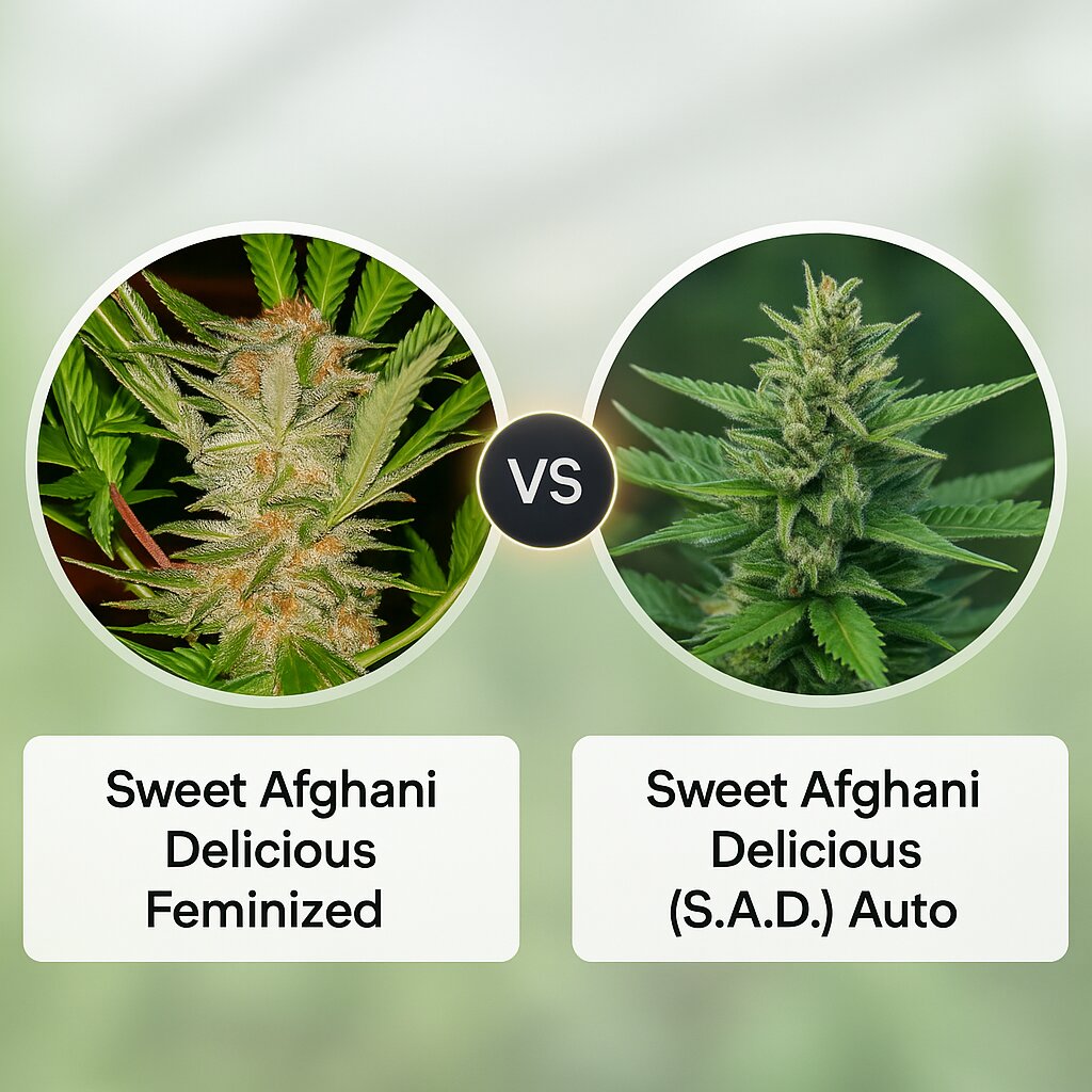 Sweet Afghani Delicious (Sweet Seeds) vs Sweet Afghani Delicious (S.A.D) Auto (Sweet Seeds) Cannabissamenvergleich