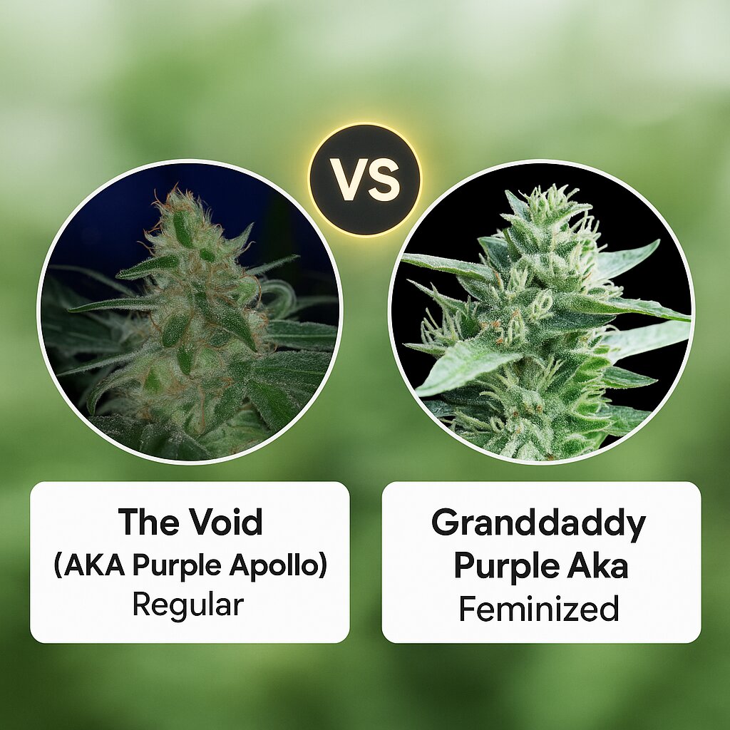 The Void (AKA Purple Apollo) (TGA Subcool Seeds) vs Granddaddy Purple Aka (Royal Queen Seeds) Cannabis Samen Vergleich