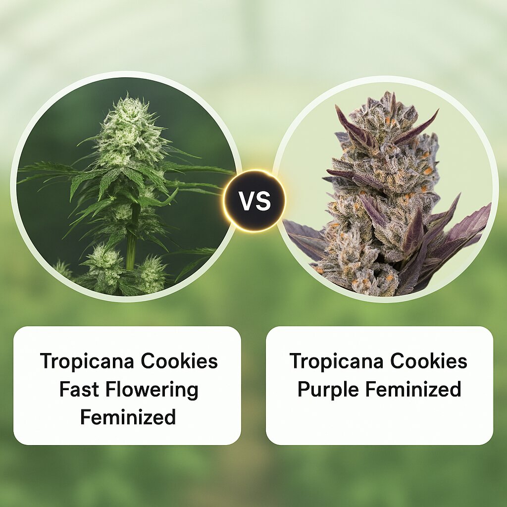Tropicana Cookies Fast Flowering (FastBuds) vs Tropicana Cookies Purple (Royal Queen Seeds) Cannabissamenvergleich